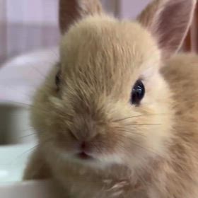 もぐもぐタイムの画像