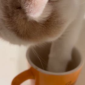 猫の水の飲み方。の画像