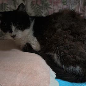 りずちゃんの画像