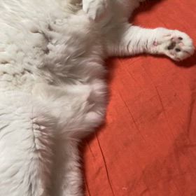 カワイイが出てしまう　と　GWの予定の画像