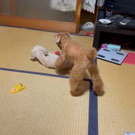 【ワンコ】もうバトルはできない。の画像