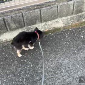 週末の金太郎です。の画像