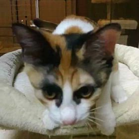 譲渡会参加猫　あやちゃんの画像