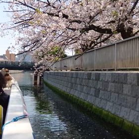 桜クルーズ2の画像