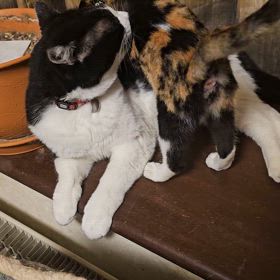 トライアル５日目の画像