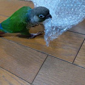 プチプチ遊びの画像