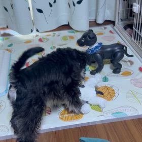 今朝のはじめとオフルの画像