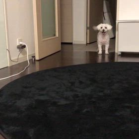 夜型イヌの画像