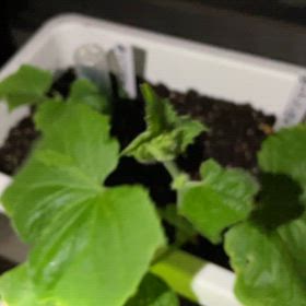 今日の我が家の家庭菜園(令和7年5月17日土曜日)の画像