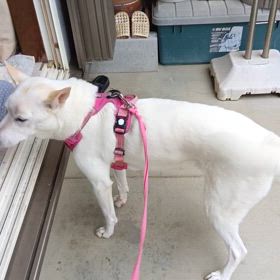 大根が好きの画像