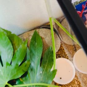 巨体のポガ、石の下に入れないよぉーの画像