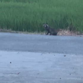 子狸までの画像