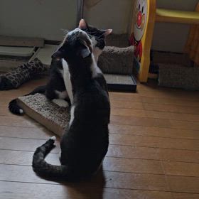 さすが薬ですの画像