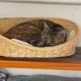 今日は福ちゃん♀の通院日の画像