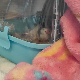 文鳥☆痙攣から2日の画像