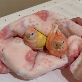 ピンクちゃんの話し。の画像