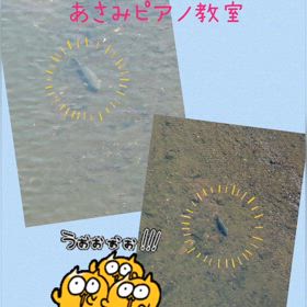 釈迦堂川に鯉？！の画像