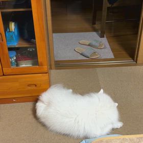 門前の小僧じゃないがの画像