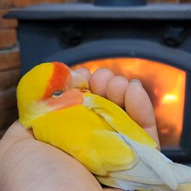 クリスマスより眠気の画像