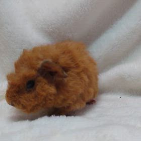 テディモルモットお迎え頂きました♪の画像