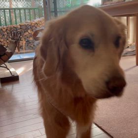 メグとの別れ(5)の画像