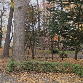 リスの動画①の画像