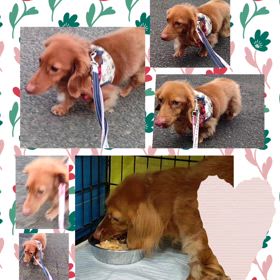 DOGXDOG ペットホテルの画像