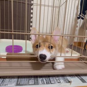 これだからアメブロわ、、。の画像