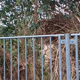 啼き始めましたょの画像