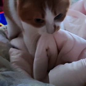 安眠妨害猫の画像