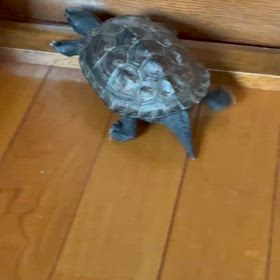 動画の続きの画像