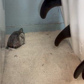 逃げ太郎のお散歩の画像