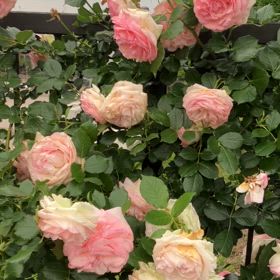 薔薇とベイブリッジ　@  元町アメリカ山公園の画像