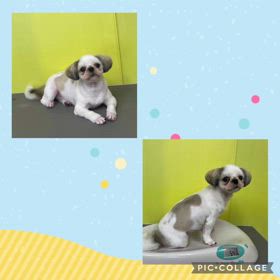 DOGXDOG ココちゃんの画像