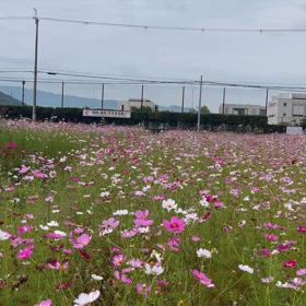 コスモス畑の画像