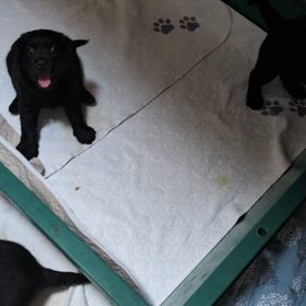 仔犬ちゃんたちの日常 8/11-2025の画像