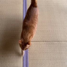 2024/04/06今週のハナの画像