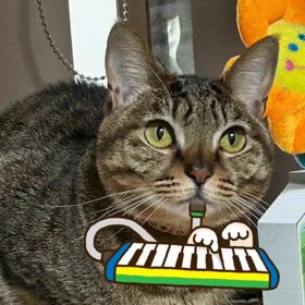 ちゃいたん、レッスン中の画像