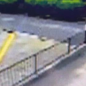 自由に散歩させてますの画像