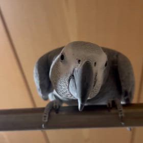 ヨウムのひばり(仮)の画像