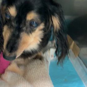 覚醒後のめめたんの画像