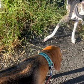 レッスン前とレッスン後の画像