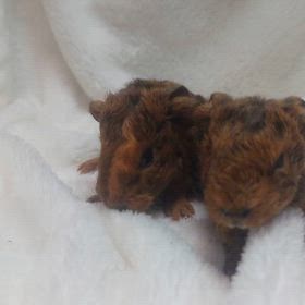 テディモルモットの双子ちゃん誕生！の画像