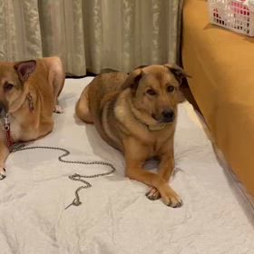 今日も今日とて、ご飯の圧がすごいふたりの画像