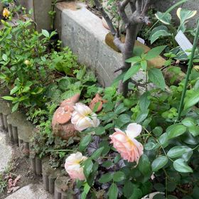 カサカサ音がするなんだなんだ？の画像