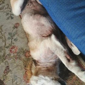 ちょいちょいのしばいぬ。。の画像