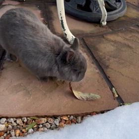 やっと寒波が終了の画像