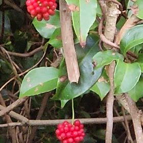 美男葛の赤い実と名残のコスモスとセイタカアワダチソウの画像