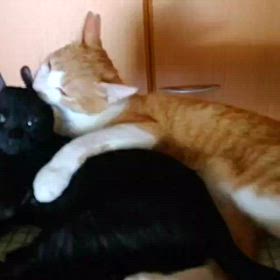 譲渡会参加猫ポップ、なつめの画像