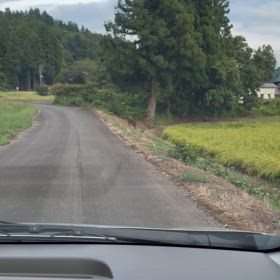 イ  ノシシに遭遇の画像